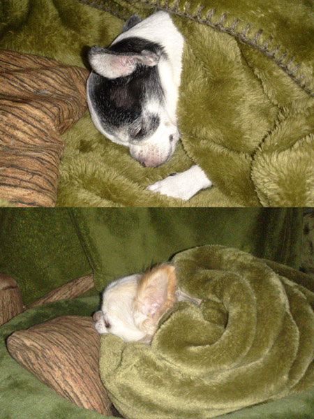 Kazuko Ogawa �S�X���� �S�V�b�N �����[�^ �f�U�C�i�[