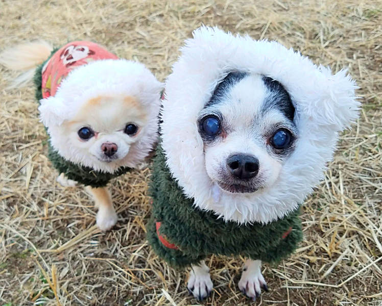 Kazuko Ogawa �S�X���� �S�V�b�N �����[�^ �f�U�C�i�[