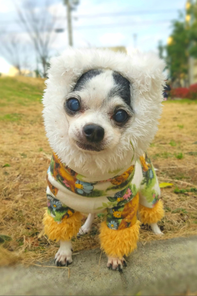 Kazuko Ogawa �S�X���� �S�V�b�N �����[�^ �f�U�C�i�[