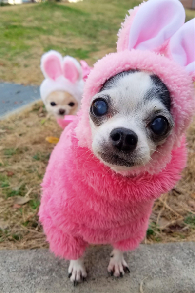 Kazuko Ogawa �S�X���� �S�V�b�N �����[�^ �f�U�C�i�[