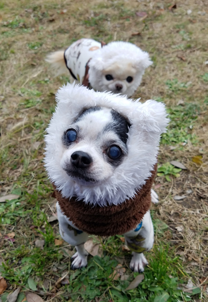 Kazuko Ogawa �S�X���� �S�V�b�N �����[�^ �f�U�C�i�[