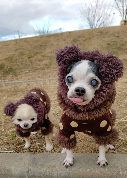 Kazuko Ogawa �S�X���� �S�V�b�N �����[�^ �f�U�C�i�[