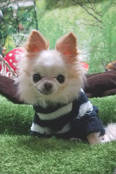 Kazuko Ogawa �S�X���� �S�V�b�N �����[�^ �f�U�C�i�[