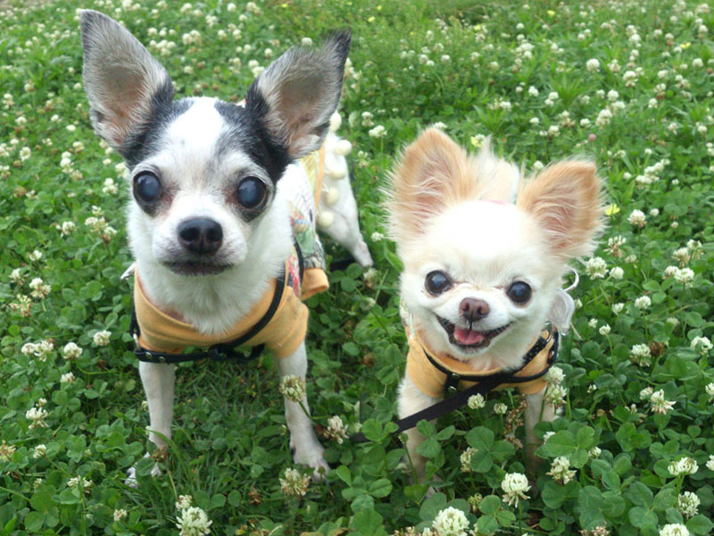 Kazuko Ogawa �S�X���� �S�V�b�N �����[�^ �f�U�C�i�[