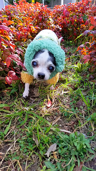 Kazuko Ogawa �S�X���� �S�V�b�N �����[�^ �f�U�C�i�[