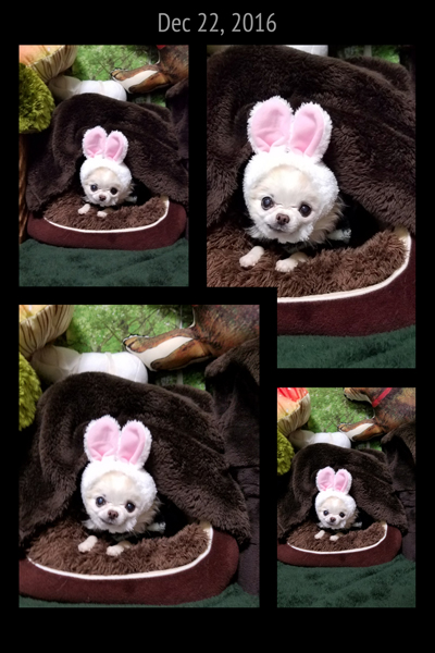 Kazuko Ogawa �S�X���� �S�V�b�N �����[�^ �f�U�C�i�[