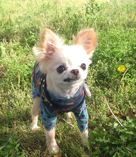 Kazuko Ogawa �S�X���� �S�V�b�N �����[�^ �f�U�C�i�[