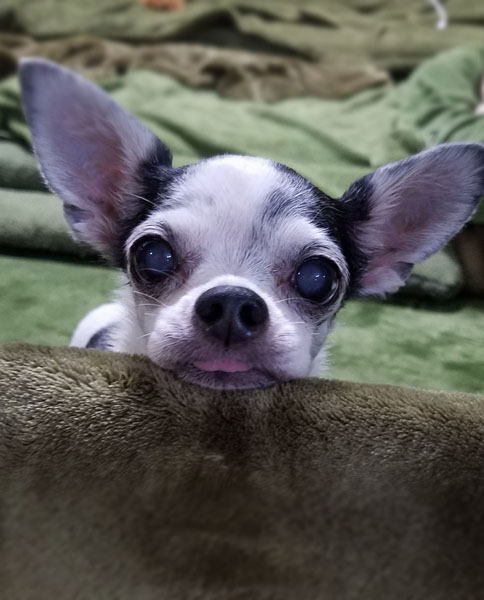 Kazuko Ogawa �S�X���� �S�V�b�N �����[�^ �f�U�C�i�[