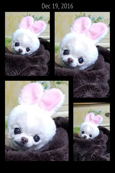 Kazuko Ogawa �S�X���� �S�V�b�N �����[�^ �f�U�C�i�[