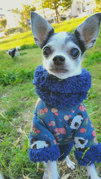 Kazuko Ogawa �S�X���� �S�V�b�N �����[�^ �f�U�C�i�[