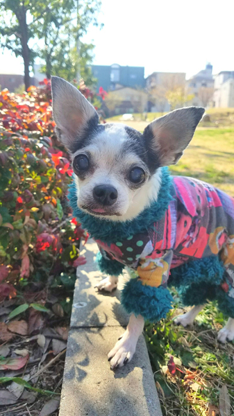 Kazuko Ogawa �S�X���� �S�V�b�N �����[�^ �f�U�C�i�[