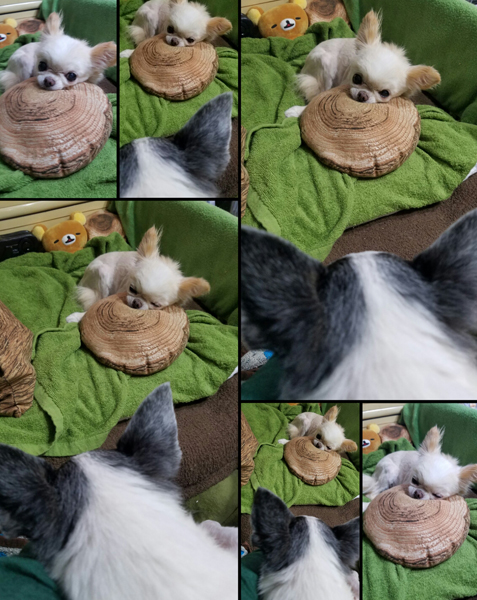 Kazuko Ogawa �S�X���� �S�V�b�N �����[�^ �f�U�C�i�[