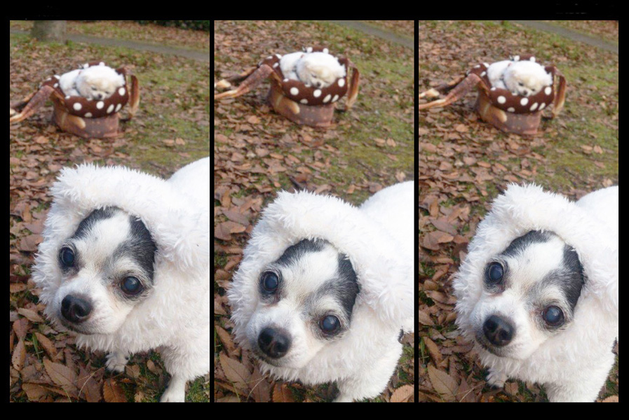 Kazuko Ogawa �S�X���� �S�V�b�N �����[�^ �f�U�C�i�[