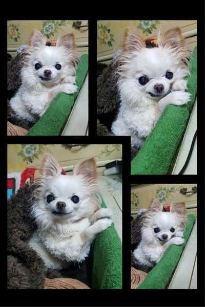 Kazuko Ogawa �S�X���� �S�V�b�N �����[�^ �f�U�C�i�[