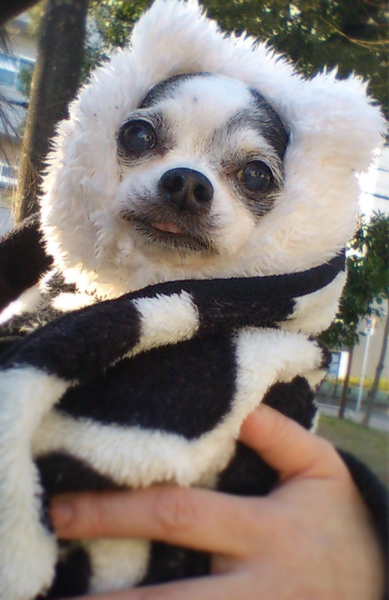 Kazuko Ogawa �S�X���� �S�V�b�N �����[�^ �f�U�C�i�[