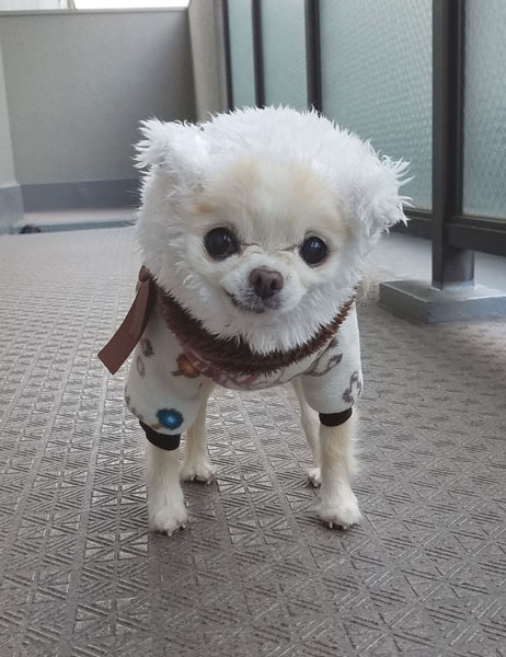 Kazuko Ogawa �S�X���� �S�V�b�N �����[�^ �f�U�C�i�[