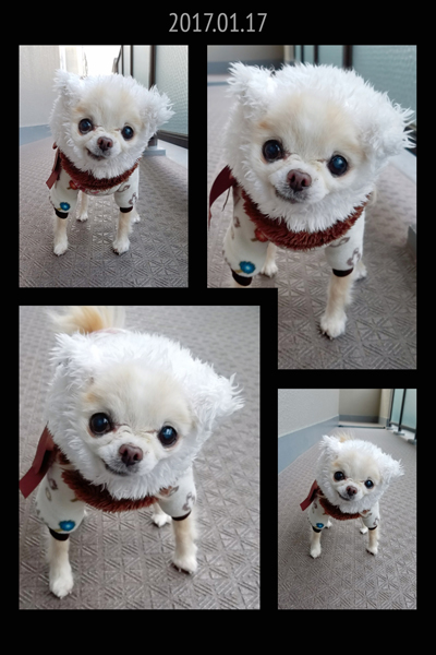 Kazuko Ogawa �S�X���� �S�V�b�N �����[�^ �f�U�C�i�[