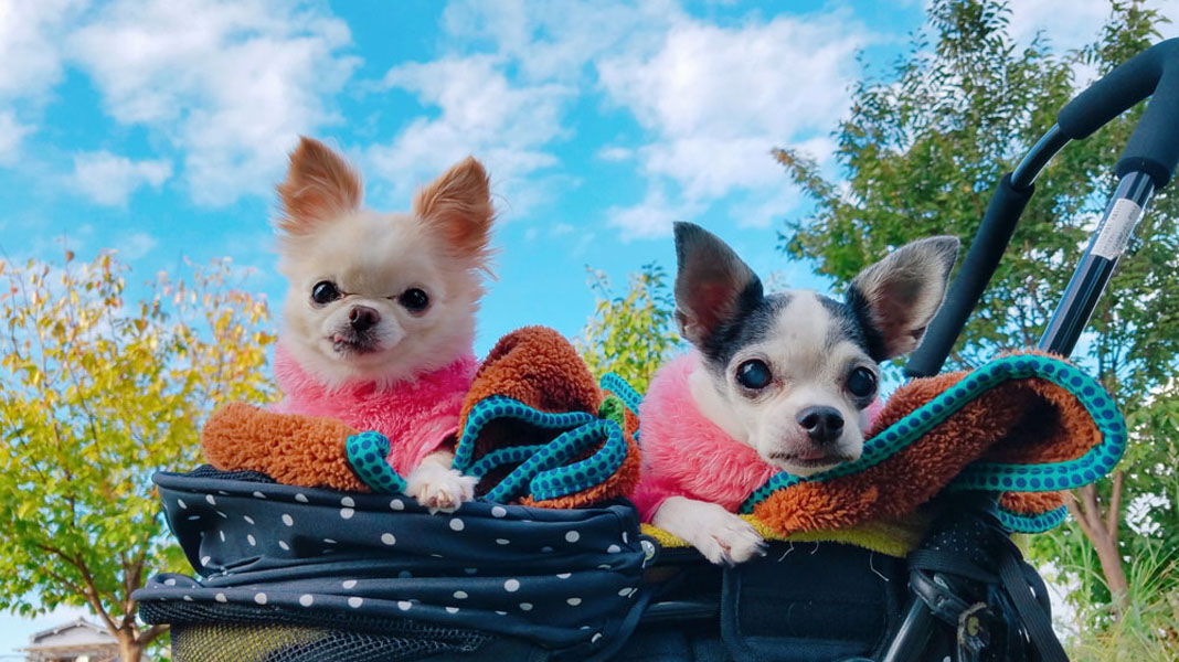 Kazuko Ogawa �S�X���� �S�V�b�N �����[�^ �f�U�C�i�[