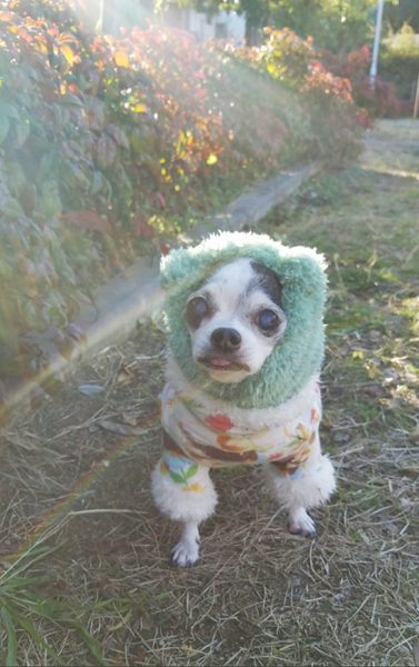 Kazuko Ogawa �S�X���� �S�V�b�N �����[�^ �f�U�C�i�[