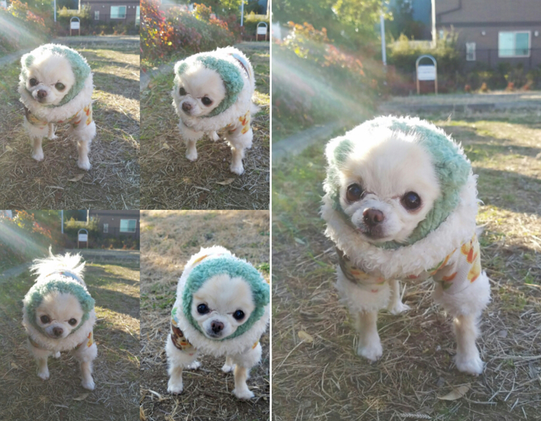 Kazuko Ogawa �S�X���� �S�V�b�N �����[�^ �f�U�C�i�[