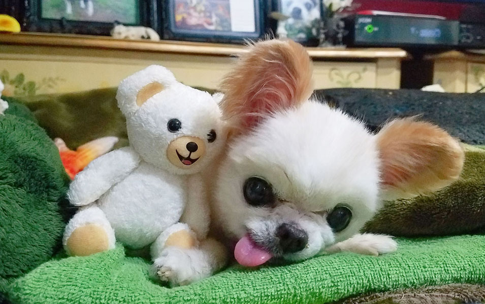 Kazuko Ogawa �S�X���� �S�V�b�N �����[�^ �f�U�C�i�[