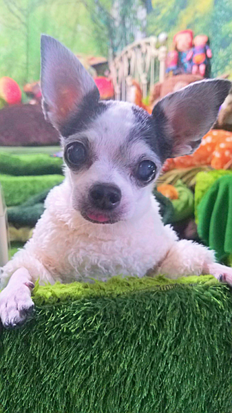 Kazuko Ogawa �S�X���� �S�V�b�N �����[�^ �f�U�C�i�[