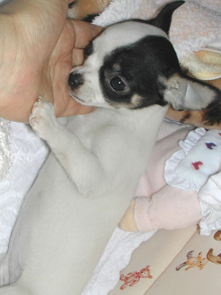 KAZUKO OGAWA GOTHIC LOLITA DESIGNER