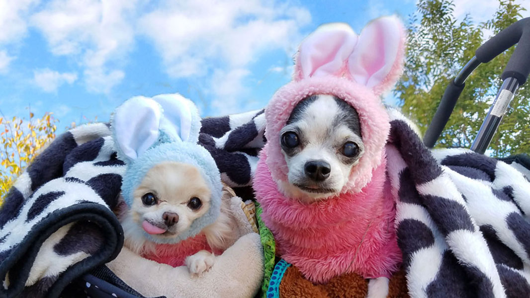 Kazuko Ogawa �S�X���� �S�V�b�N �����[�^ �f�U�C�i�[