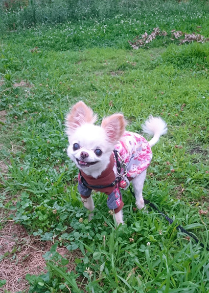 Kazuko Ogawa �S�X���� �S�V�b�N �����[�^ �f�U�C�i�[