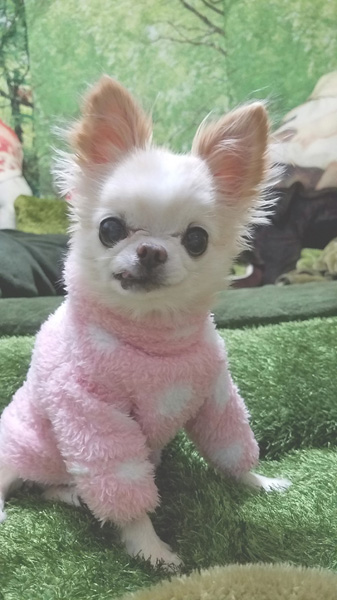 Kazuko Ogawa �S�X���� �S�V�b�N �����[�^ �f�U�C�i�[