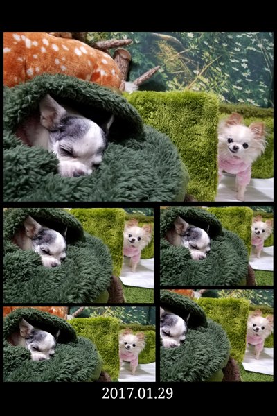 Kazuko Ogawa �S�X���� �S�V�b�N �����[�^ �f�U�C�i�[