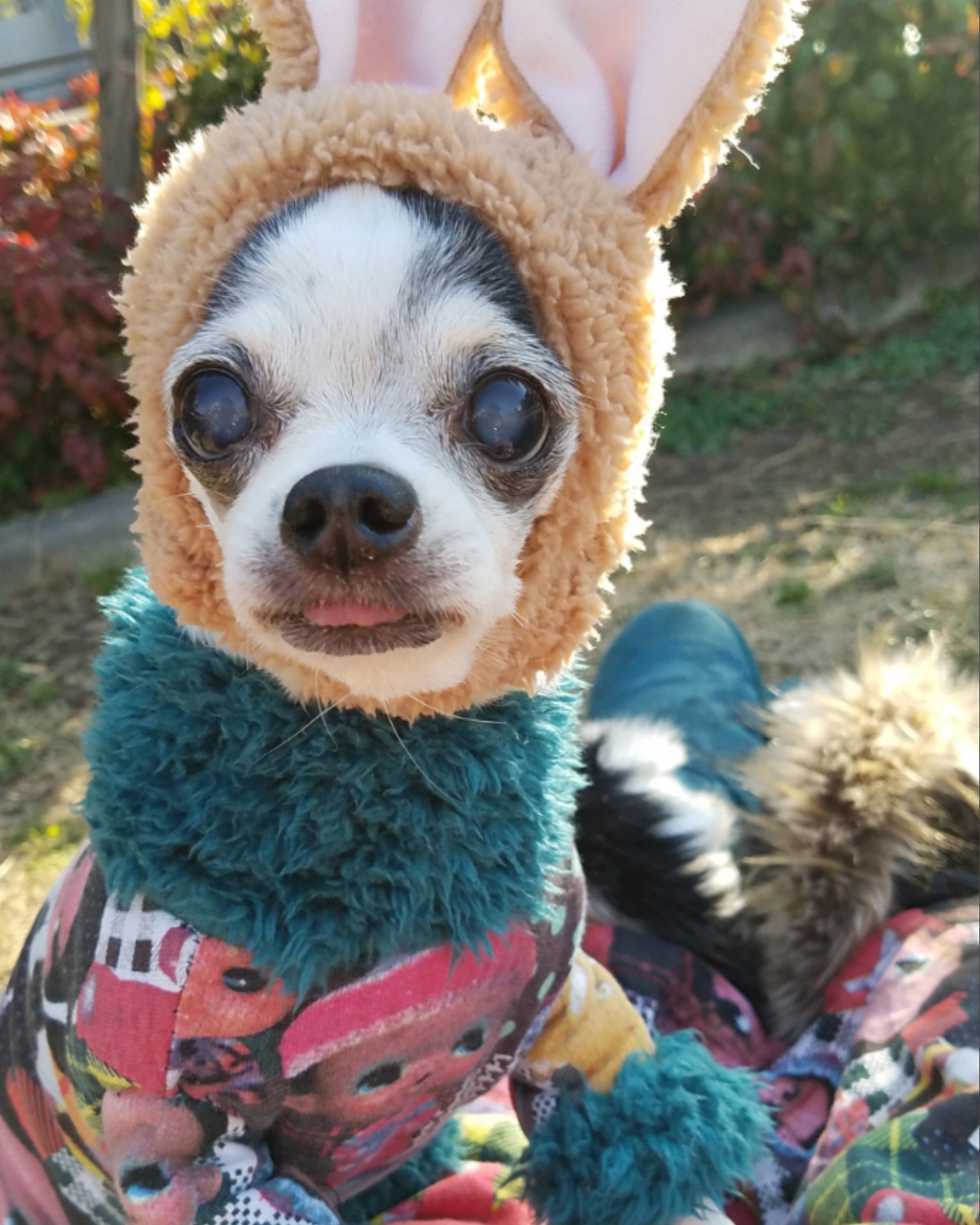 Kazuko Ogawa �S�X���� �S�V�b�N �����[�^ �f�U�C�i�[