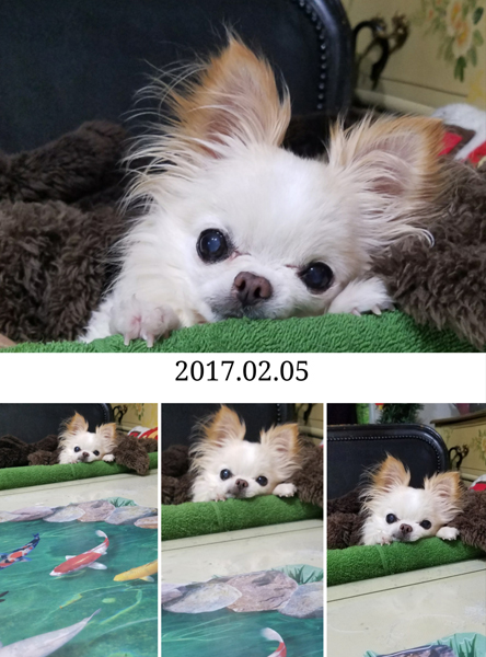 Kazuko Ogawa �S�X���� �S�V�b�N �����[�^ �f�U�C�i�[