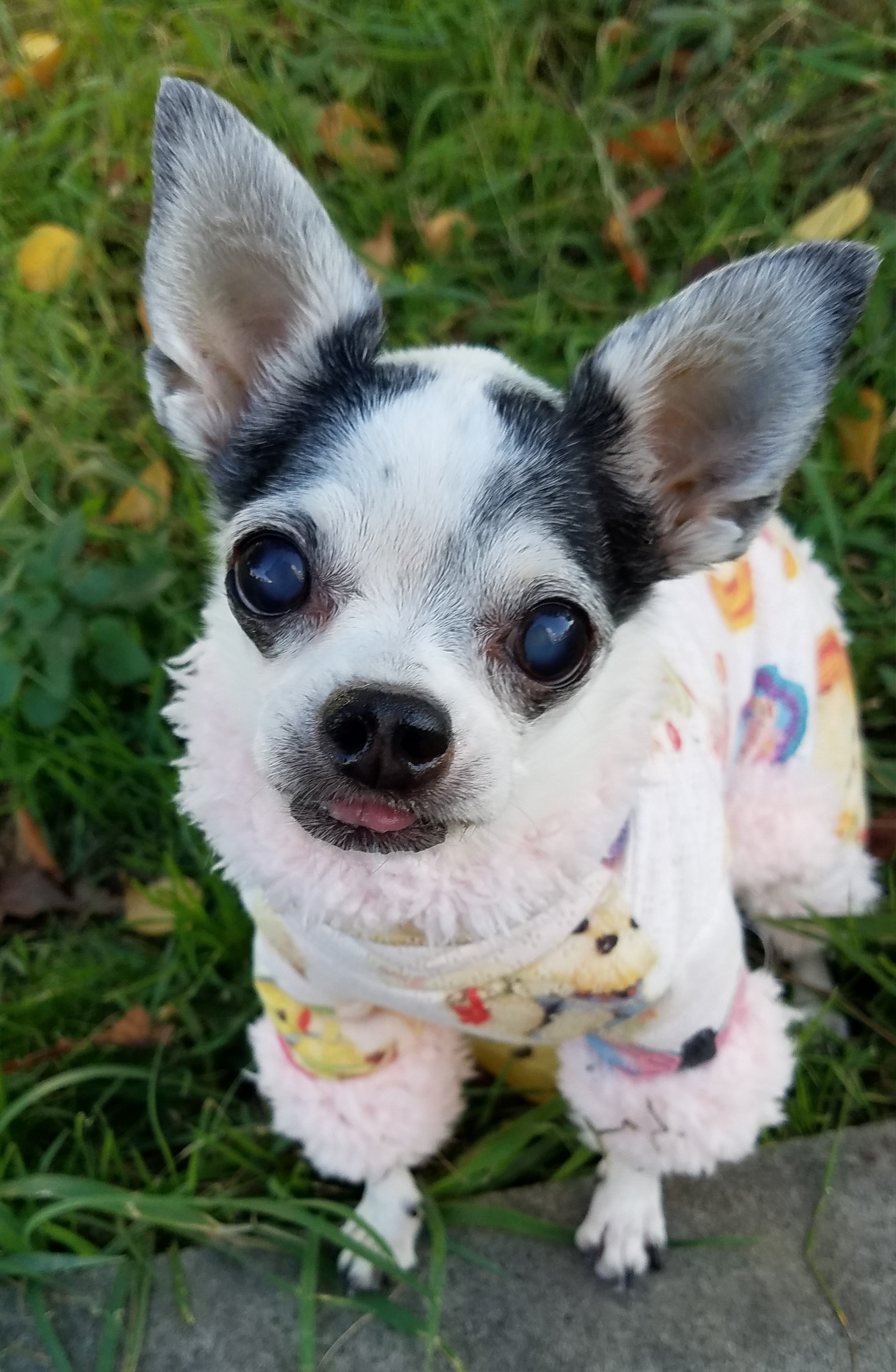 Kazuko Ogawa �S�X���� �S�V�b�N �����[�^ �f�U�C�i�[