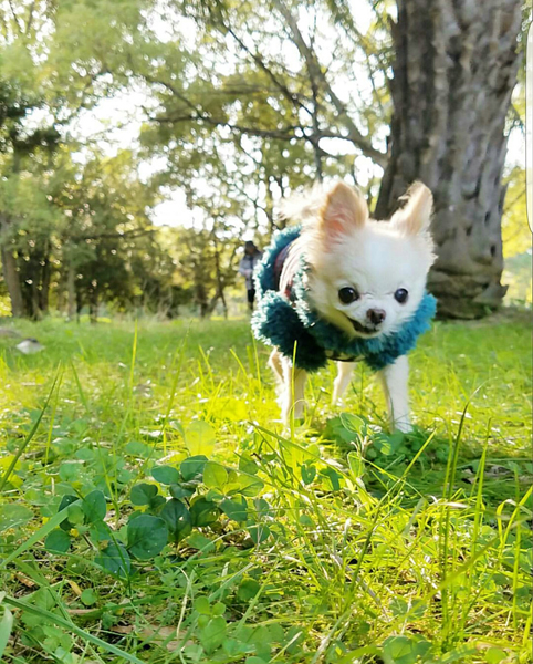 Kazuko Ogawa �S�X���� �S�V�b�N �����[�^ �f�U�C�i�[