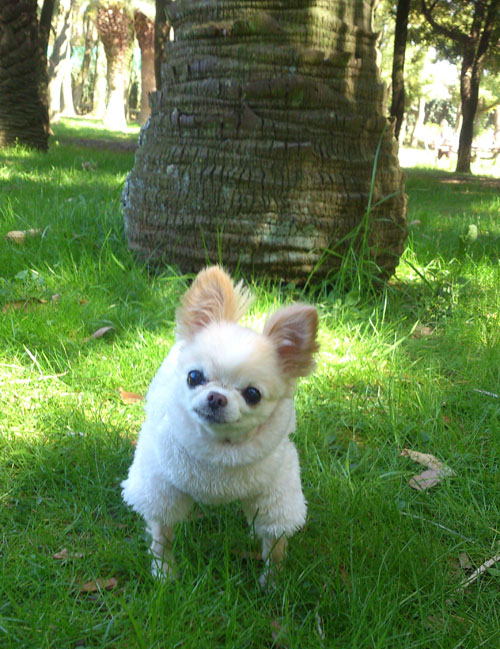 Kazuko Ogawa �S�X���� �S�V�b�N �����[�^ �f�U�C�i�[