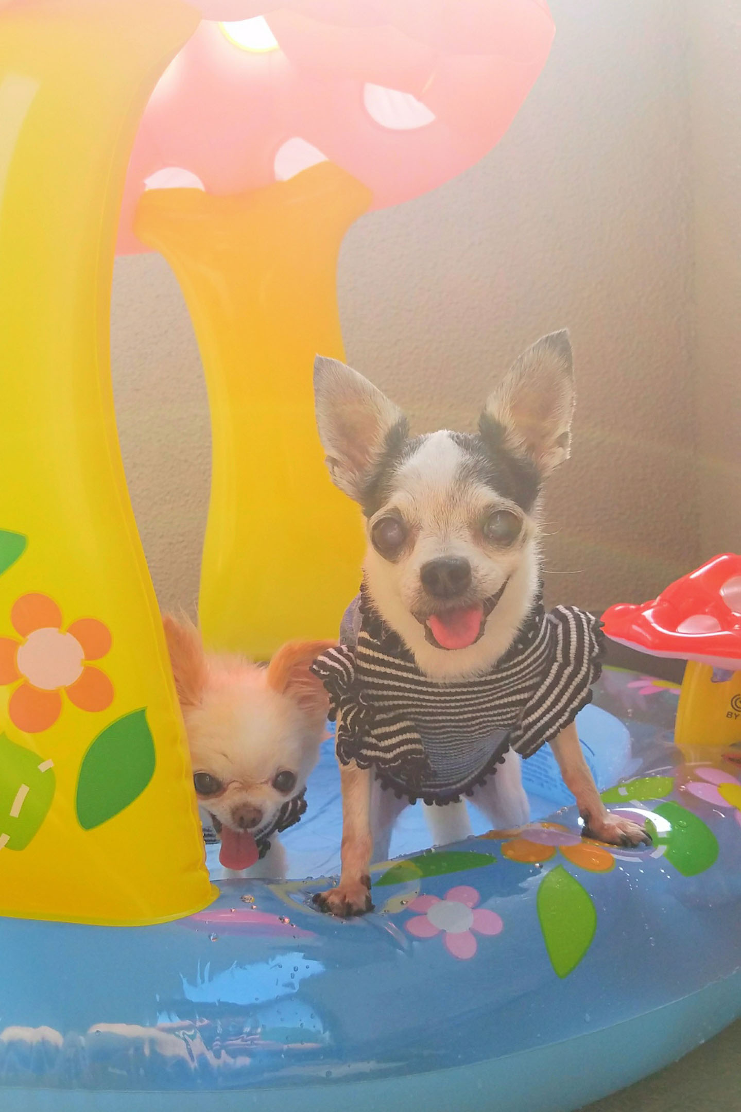 Kazuko Ogawa �S�X���� �S�V�b�N �����[�^ �f�U�C�i�[