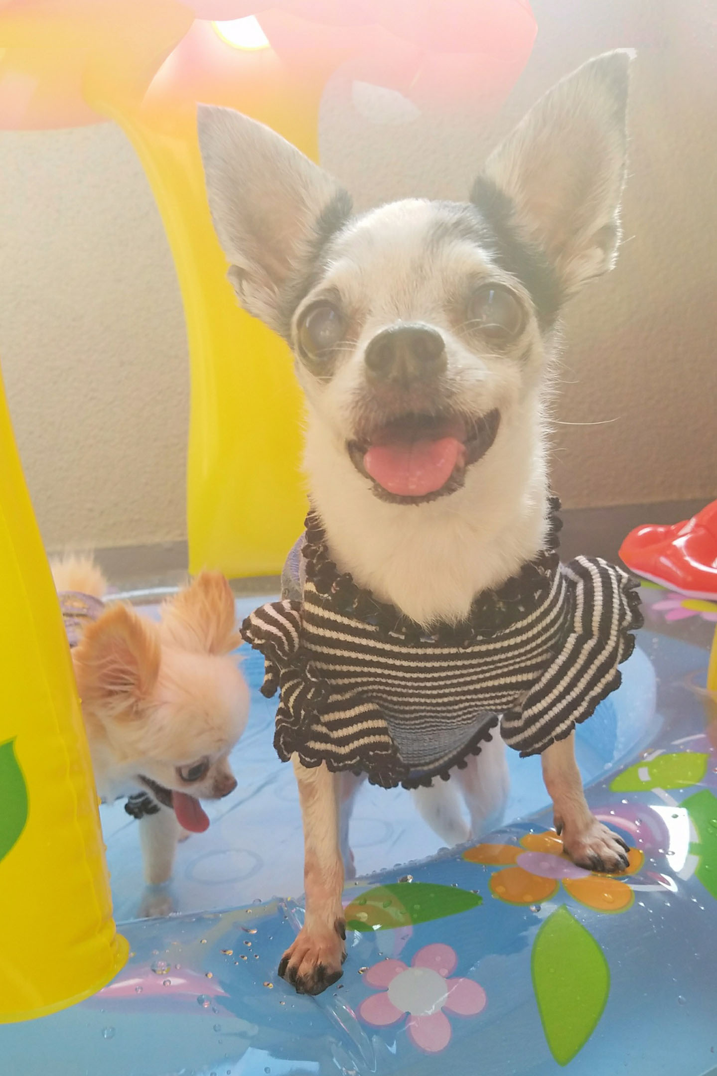 Kazuko Ogawa �S�X���� �S�V�b�N �����[�^ �f�U�C�i�[