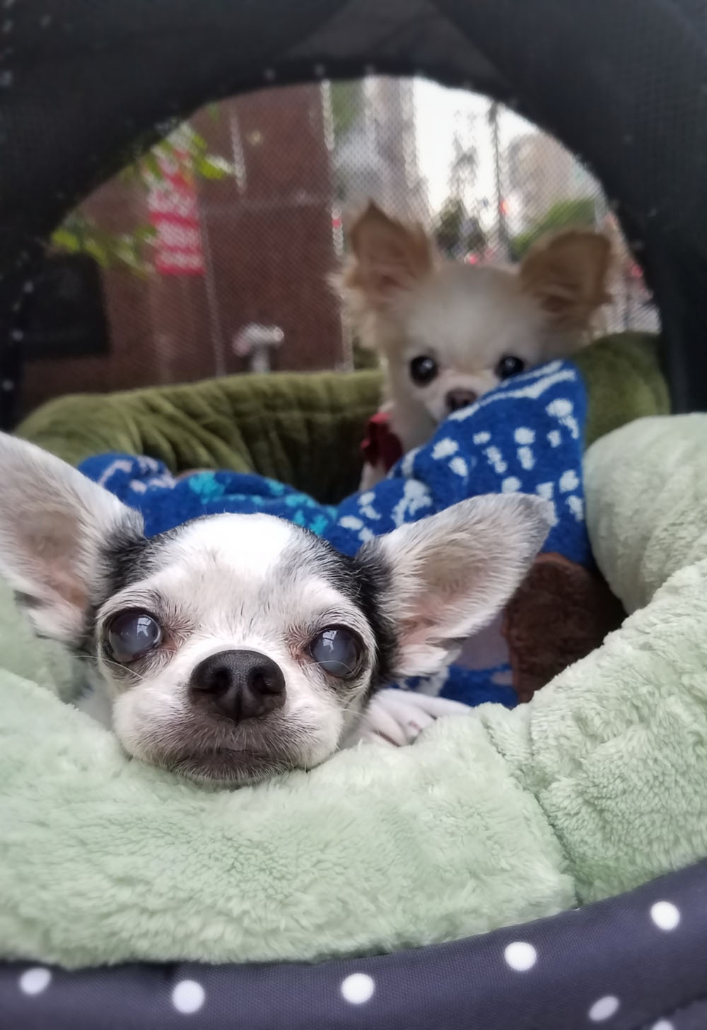 Kazuko Ogawa �S�X���� �S�V�b�N �����[�^ �f�U�C�i�[