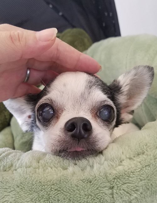 Kazuko Ogawa �S�X���� �S�V�b�N �����[�^ �f�U�C�i�[