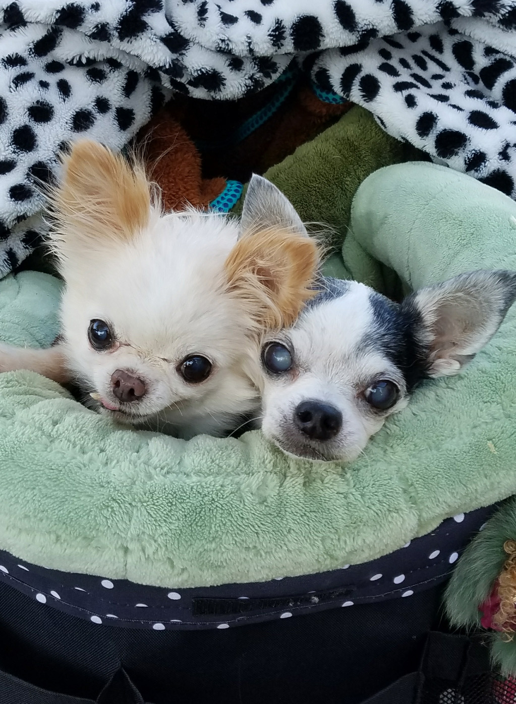 Kazuko Ogawa �S�X���� �S�V�b�N �����[�^ �f�U�C�i�[