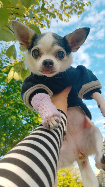 Kazuko Ogawa �S�X���� �S�V�b�N �����[�^ �f�U�C�i�[