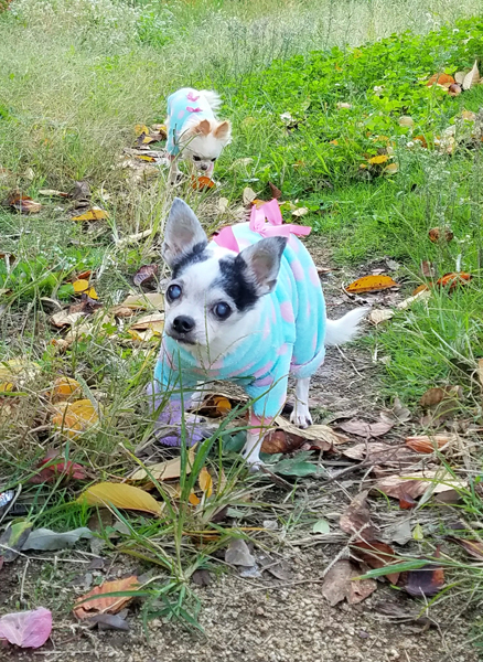 Kazuko Ogawa �S�X���� �S�V�b�N �����[�^ �f�U�C�i�[