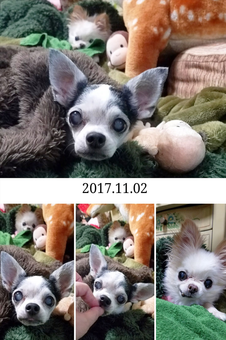 Kazuko Ogawa �S�X���� �S�V�b�N �����[�^ �f�U�C�i�[