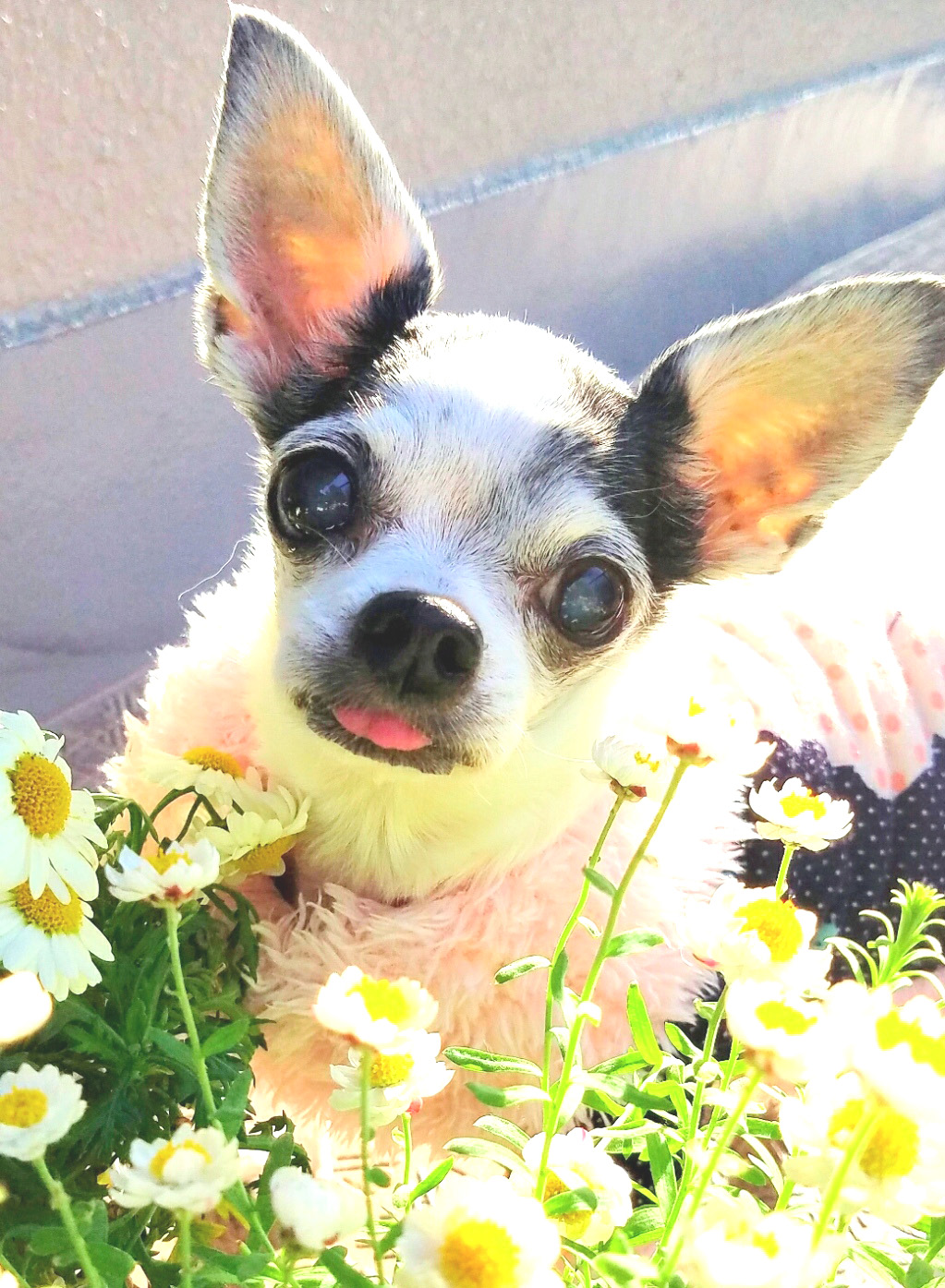 Kazuko Ogawa �S�X���� �S�V�b�N �����[�^ �f�U�C�i�[