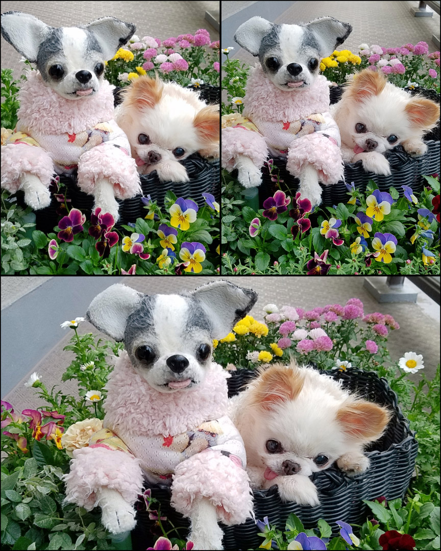 Kazuko Ogawa �S�X���� �S�V�b�N �����[�^ �f�U�C�i�[