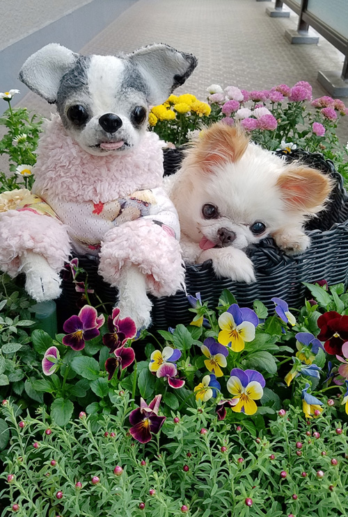 Kazuko Ogawa �S�X���� �S�V�b�N �����[�^ �f�U�C�i�[