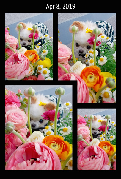 Kazuko Ogawa �S�X���� �S�V�b�N �����[�^ �f�U�C�i�[