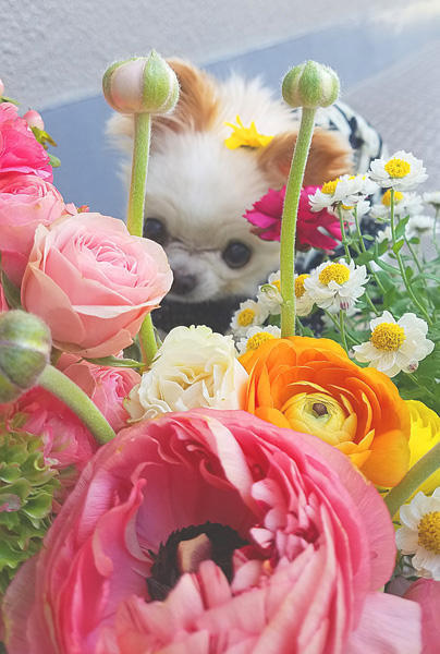 Kazuko Ogawa �S�X���� �S�V�b�N �����[�^ �f�U�C�i�[