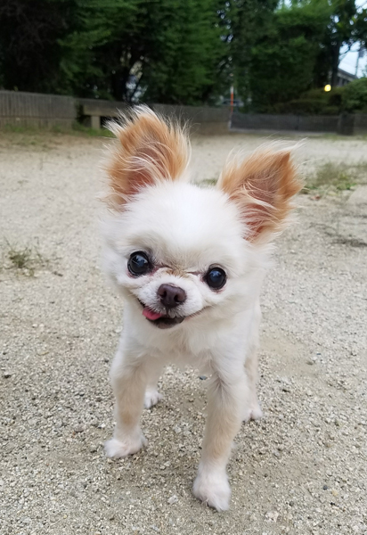 Kazuko Ogawa �S�X���� �S�V�b�N �����[�^ �f�U�C�i�[